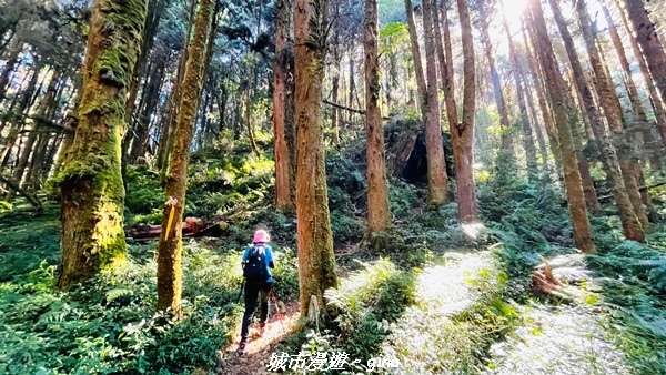 【南投竹山】茶園竹林巨木櫻花景緻很美(四連峰)。 小百岳集起