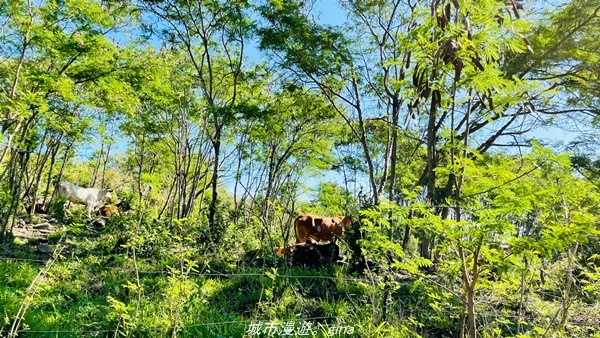 【台東東河】走一趟卑南族阿美族的聖山。 小百岳集起來。 No