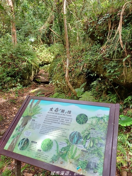 【台東東河】走一趟卑南族阿美族的聖山。 小百岳集起來。 No