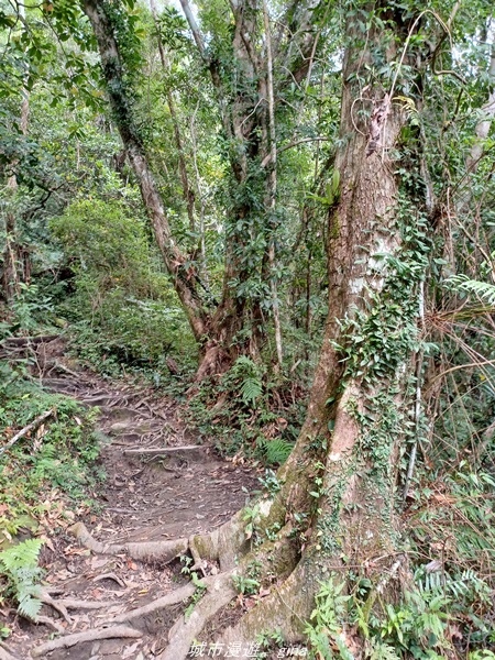 【台東東河】走一趟卑南族阿美族的聖山。 小百岳集起來。 No