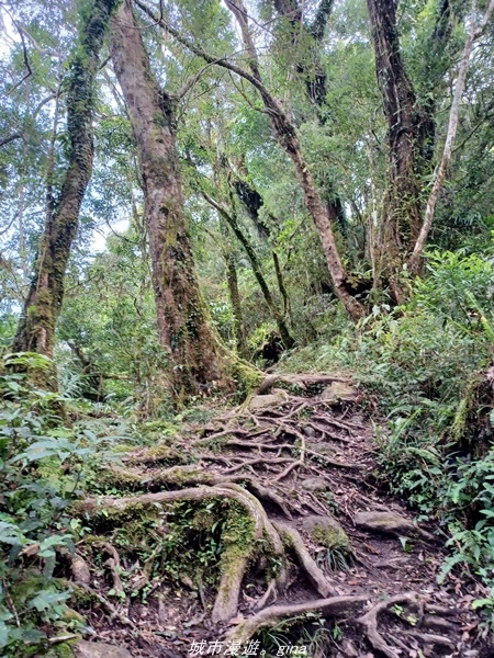 【台東東河】走一趟卑南族阿美族的聖山。 小百岳集起來。 No