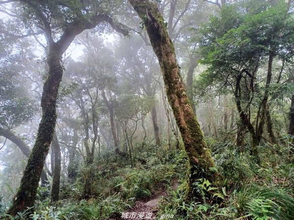 【台東東河】走一趟卑南族阿美族的聖山。 小百岳集起來。 No