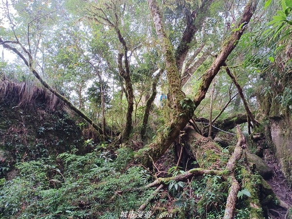 【台東東河】走一趟卑南族阿美族的聖山。 小百岳集起來。 No