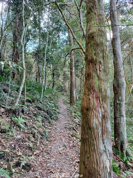 【高雄茂林】清悠原始山徑。 小百岳集起來。 No71小百岳-