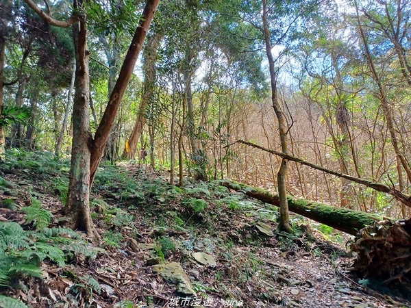 【高雄茂林】清悠原始山徑。 小百岳集起來。 No71小百岳-