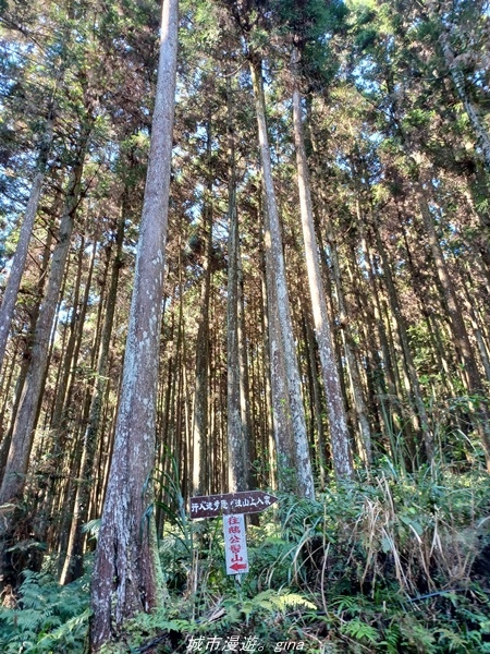 【新竹五峰】  悠遊山林。 No31小百岳~鵝公髻山x山上人