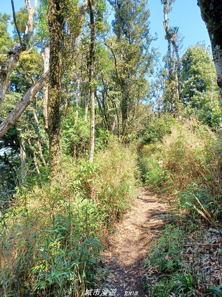 【新竹五峰】  悠遊山林。 No31小百岳~鵝公髻山x山上人