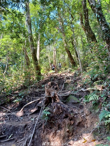 【新竹五峰】  悠遊山林。 No31小百岳~鵝公髻山x山上人