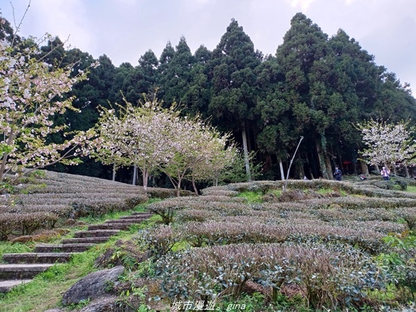 【新竹五峰】  悠遊山林。 No31小百岳~鵝公髻山x山上人