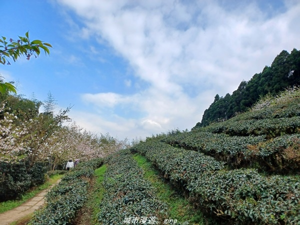 【新竹五峰】  悠遊山林。 No31小百岳~鵝公髻山x山上人