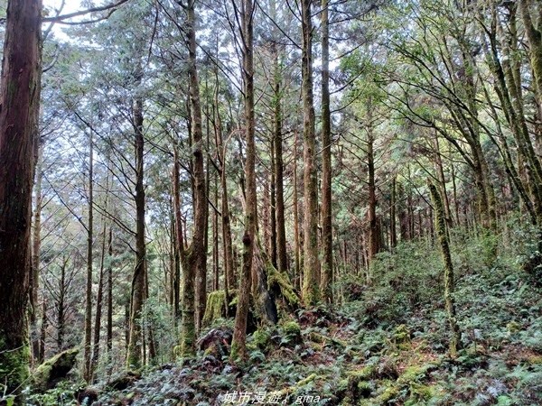 【宜蘭大同】  三個女生的森林漫遊。No85小百岳~三星山登