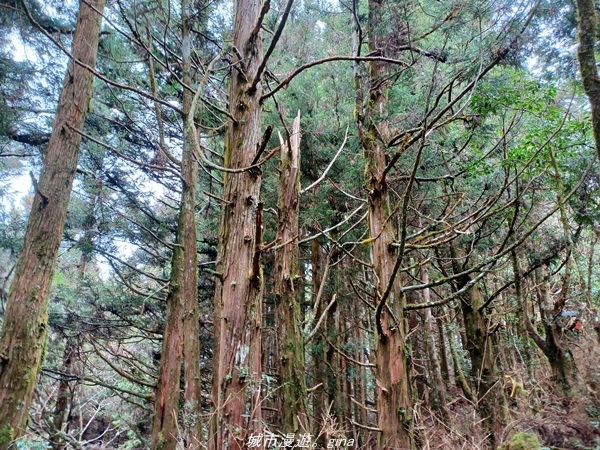 【宜蘭大同】  三個女生的森林漫遊。No85小百岳~三星山登