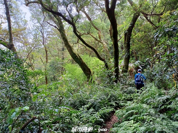 【桃園大溪】大小攀爬不斷。 No21小百岳-桃園金面山步道