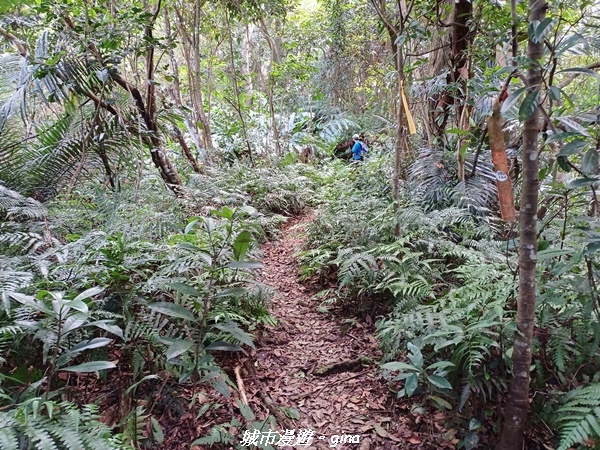 【桃園大溪】大小攀爬不斷。 No21小百岳-桃園金面山步道