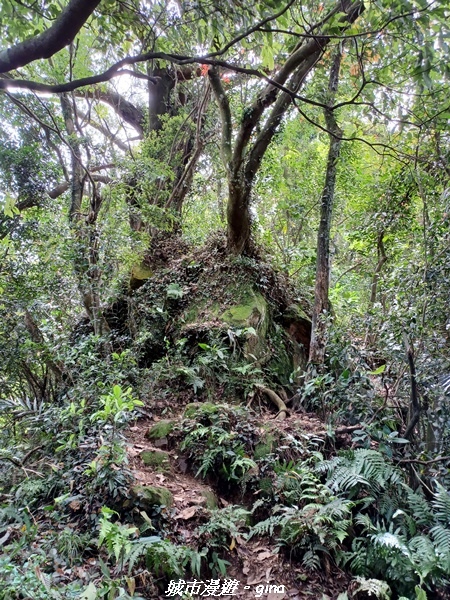 【桃園大溪】大小攀爬不斷。 No21小百岳-桃園金面山步道