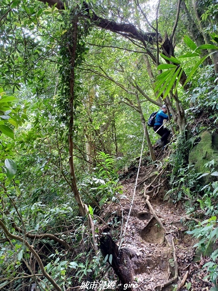 【桃園大溪】大小攀爬不斷。 No21小百岳-桃園金面山步道