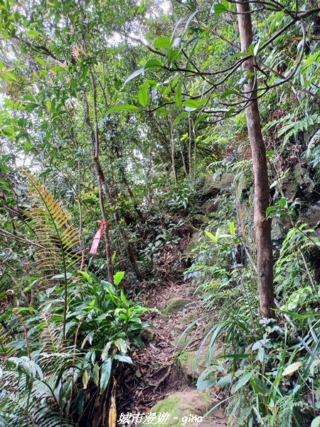 【桃園大溪】大小攀爬不斷。 No21小百岳-桃園金面山步道