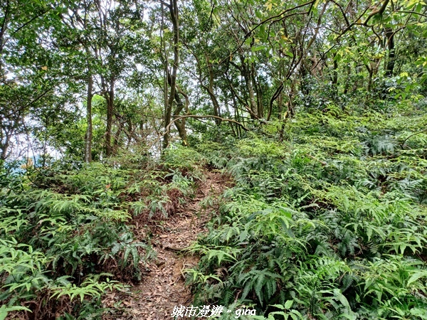 【桃園大溪】大小攀爬不斷。 No21小百岳-桃園金面山步道