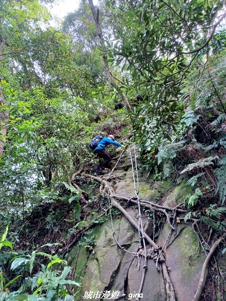 【桃園大溪】大小攀爬不斷。 No21小百岳-桃園金面山步道