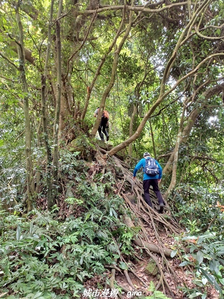 【桃園大溪】大小攀爬不斷。 No21小百岳-桃園金面山步道