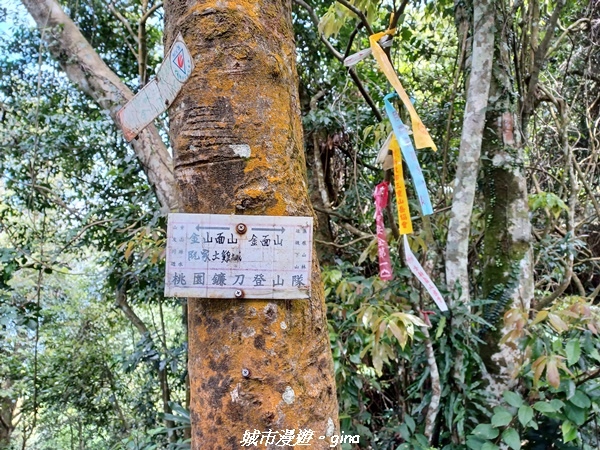 【桃園大溪】大小攀爬不斷。 No21小百岳-桃園金面山步道