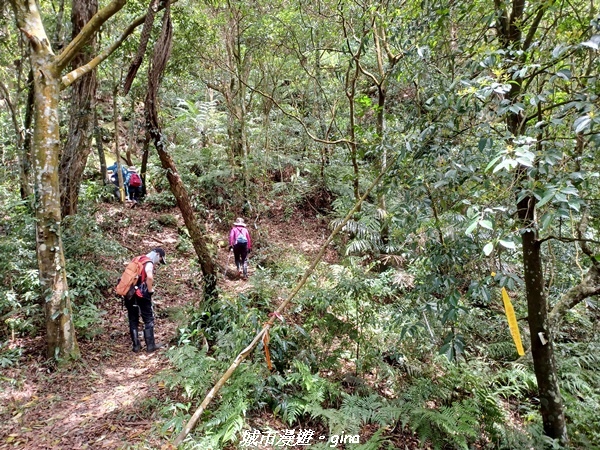 【桃園大溪】大小攀爬不斷。 No21小百岳-桃園金面山步道