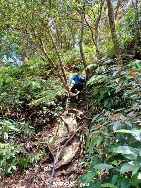 【桃園大溪】大小攀爬不斷。 No21小百岳-桃園金面山步道