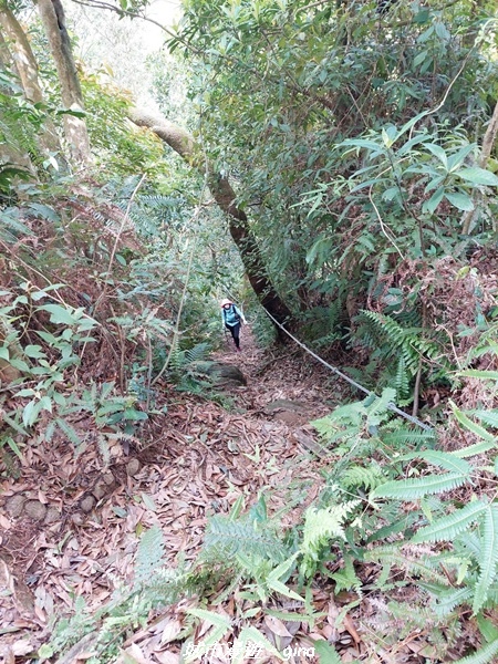 【桃園大溪】大小攀爬不斷。 No21小百岳-桃園金面山步道