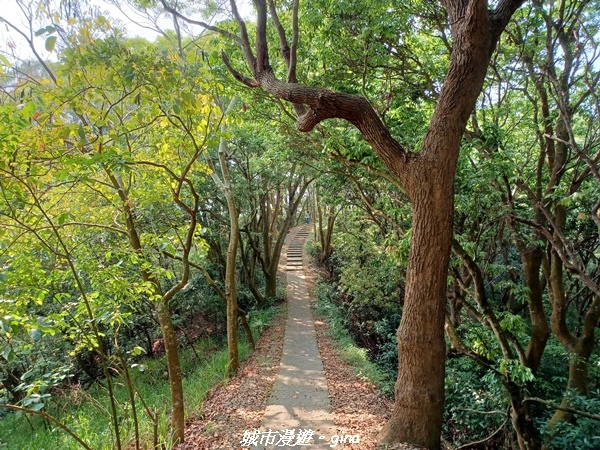 【彰化員林】綠樹林間散散步。 臥龍坡步道