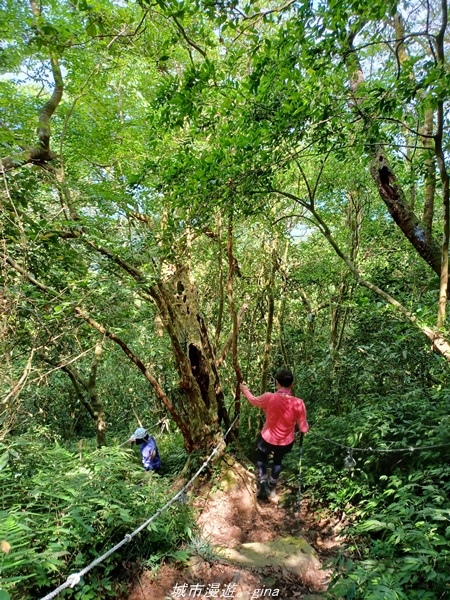 【屏東來義】屏東三大熱門登山路線之一。 小百岳集起來。 No