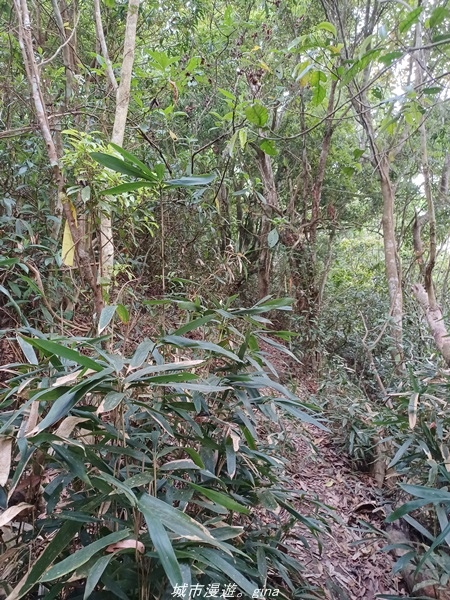 【高雄甲仙】沒有朵朵白雲。 小百岳集起來。 No69小百岳-