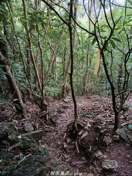 【高雄甲仙】沒有朵朵白雲。 小百岳集起來。 No69小百岳-