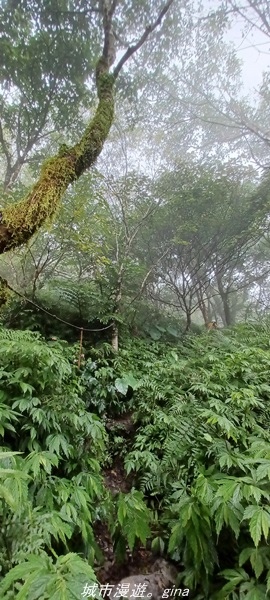 【花蓮吉安】悠靜。 小百岳集起來。No88小百岳-初音山步道