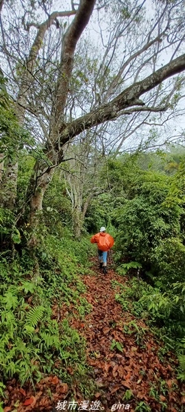 【花蓮壽豐】適合全家健行的步道。 小百岳集起來。 No90小