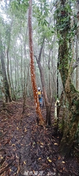 【花蓮壽豐】適合全家健行的步道。 小百岳集起來。 No90小