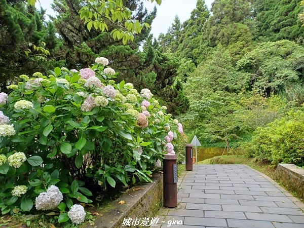 【嘉義阿里山鄉】 在雲霧中汲取滿滿的芬多精。 小百岳集起來。