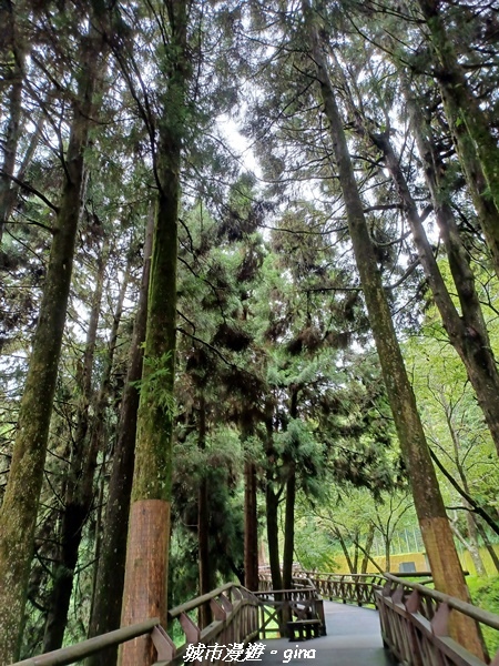 【嘉義阿里山鄉】 在雲霧中汲取滿滿的芬多精。 小百岳集起來。