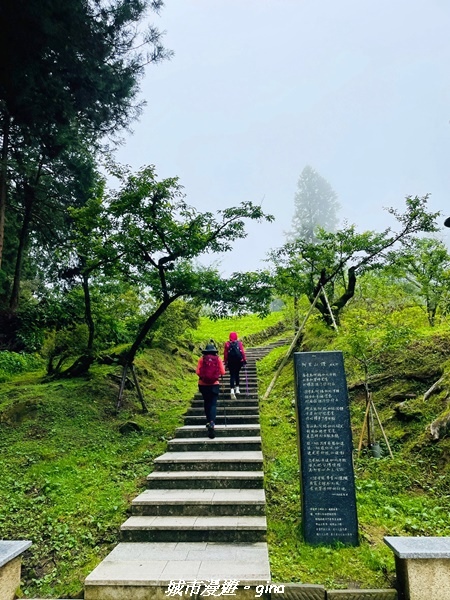 【嘉義阿里山鄉】 在雲霧中汲取滿滿的芬多精。 小百岳集起來。