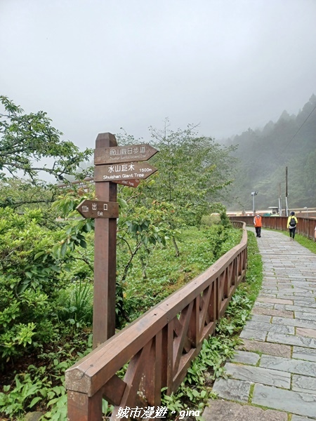 【嘉義阿里山鄉】 在雲霧中汲取滿滿的芬多精。 小百岳集起來。