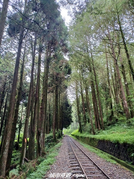 【嘉義阿里山鄉】 在雲霧中汲取滿滿的芬多精。 小百岳集起來。