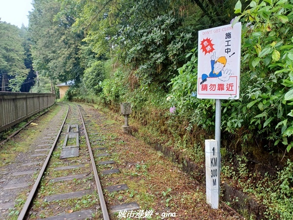 【嘉義阿里山鄉】 在雲霧中汲取滿滿的芬多精。 小百岳集起來。