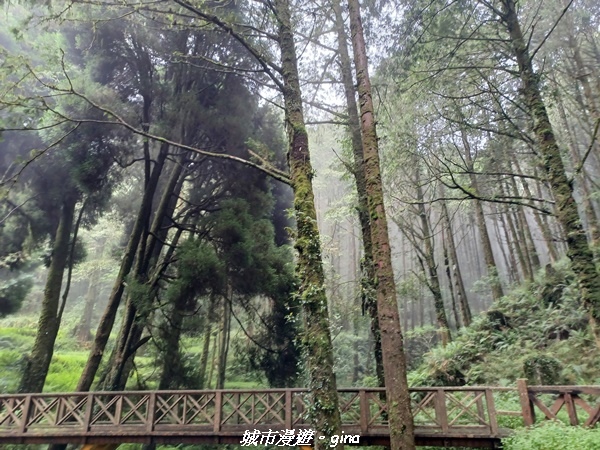 【嘉義阿里山鄉】 在雲霧中汲取滿滿的芬多精。 小百岳集起來。