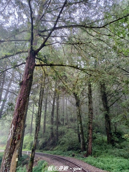 【嘉義阿里山鄉】 在雲霧中汲取滿滿的芬多精。 小百岳集起來。