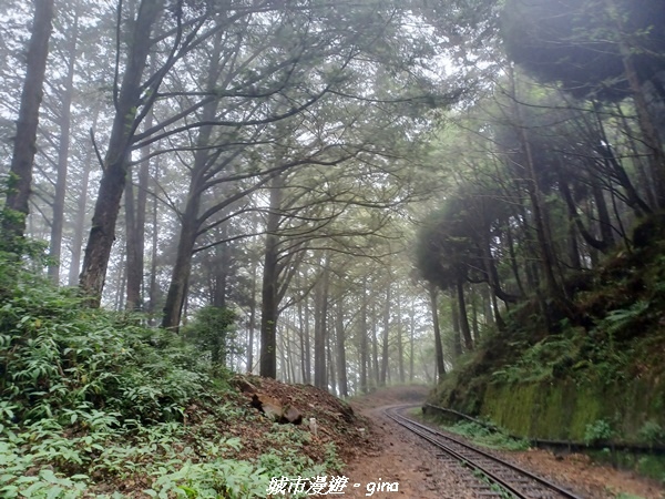 【嘉義阿里山鄉】 在雲霧中汲取滿滿的芬多精。 小百岳集起來。