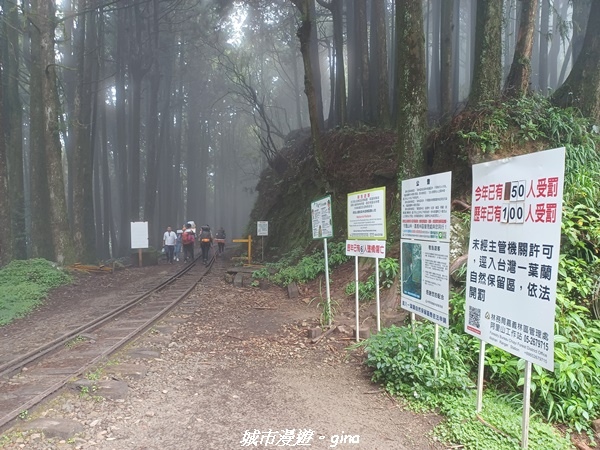 【嘉義阿里山鄉】 在雲霧中汲取滿滿的芬多精。 小百岳集起來。