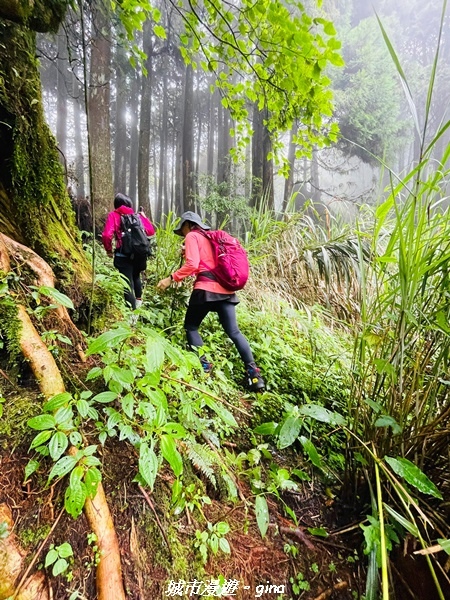 【嘉義阿里山鄉】 在雲霧中汲取滿滿的芬多精。 小百岳集起來。