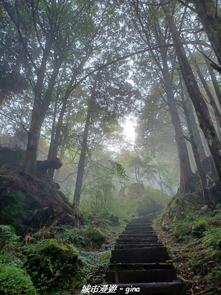 【嘉義阿里山鄉】 在雲霧中汲取滿滿的芬多精。 小百岳集起來。