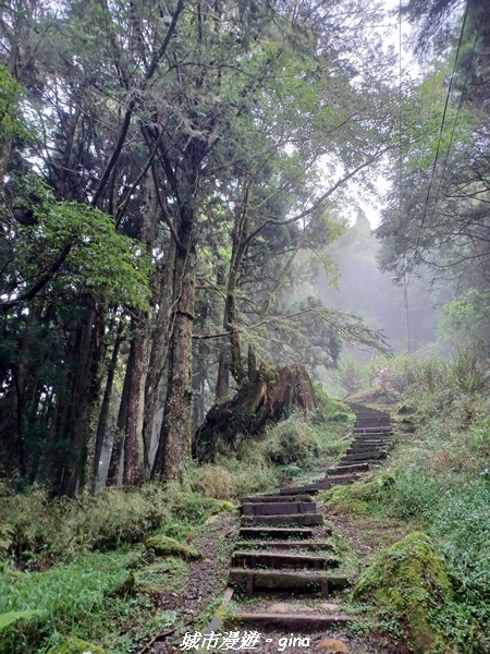 【嘉義阿里山鄉】 在雲霧中汲取滿滿的芬多精。 小百岳集起來。