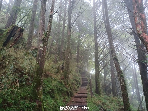 【嘉義阿里山鄉】 在雲霧中汲取滿滿的芬多精。 小百岳集起來。