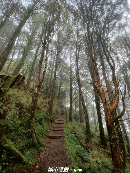 【嘉義阿里山鄉】 在雲霧中汲取滿滿的芬多精。 小百岳集起來。